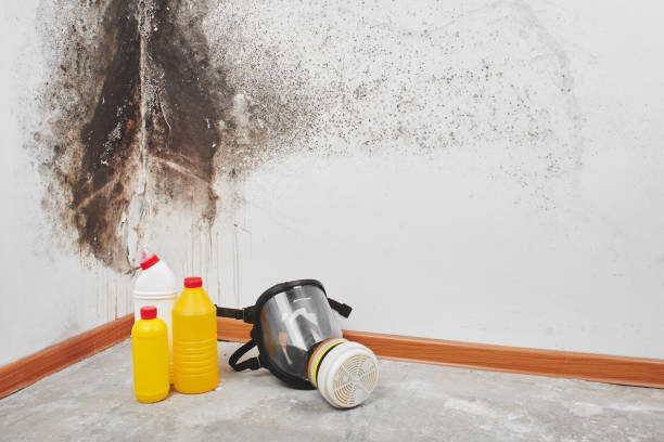 Best Crawl Space Mold Removal  in Farngton Hills, MI