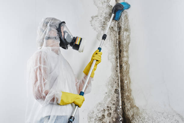 Best Home Mold Removal  in Farngton Hills, MI