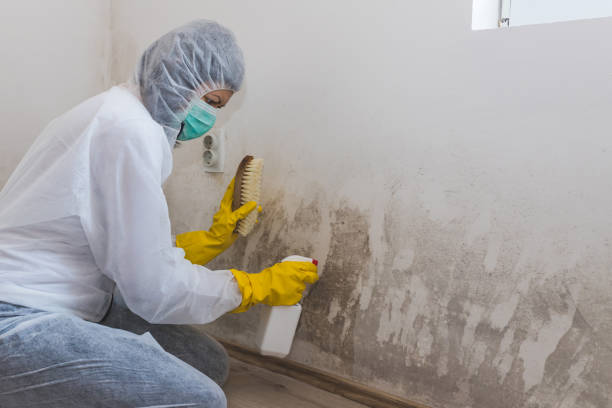 Best Certified Mold Removal  in Farngton Hills, MI