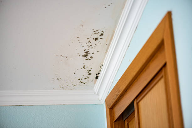 Office Mold Removal Services in Farmington Hills, MI