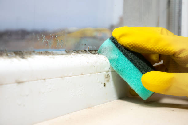 Best Certified Mold Removal  in Farngton Hills, MI