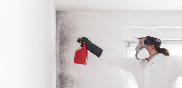 Best Mold Damage Repair  in Farngton Hills, MI