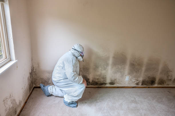 Trusted Farmington Hills, MI Mold Removal Experts