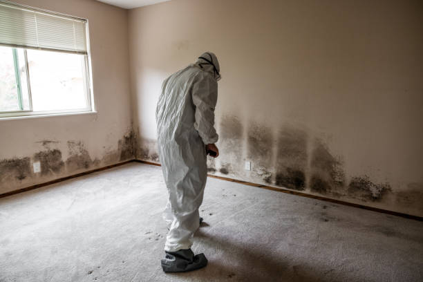 Professional Mold Removal in Farmington Hills, MI