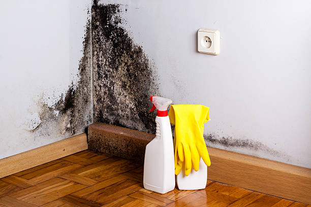 Best Residential Mold Removal  in Farngton Hills, MI