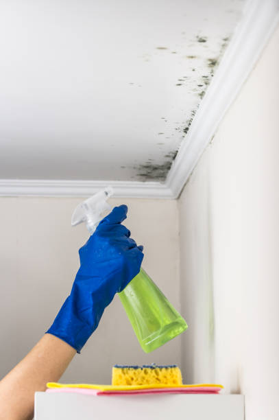 Best Mold Remediation  in Farngton Hills, MI